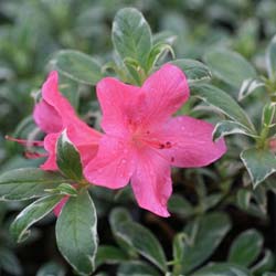 Azalea japonica Salmon s Leap